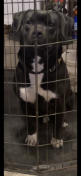 Found/Stray Female Dog last seen Seneca & McCormick , Wichita, KS 67213