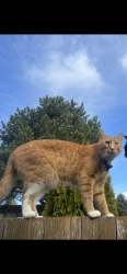 Lost Male Cat last seen Near ne sandy blvd, last seen in the neighborhood (where he lives), Wood Village, OR 97060