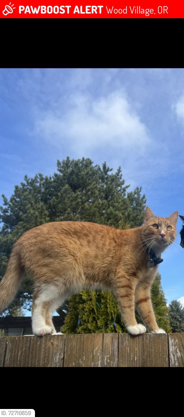 Lost Male Cat last seen Near ne sandy blvd, last seen in the neighborhood (where he lives), Wood Village, OR 97060