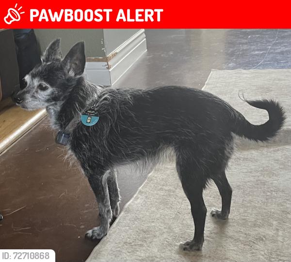 Lost Female Dog last seen Hillside, Lakewood Village, TX 75068