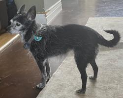 Lost Female Dog last seen Hillside, Lakewood Village, TX 75068