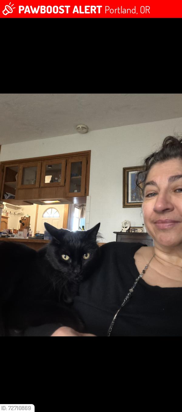 Lost Female Cat last seen NE 114th and San Rafael, Portland, OR 97220