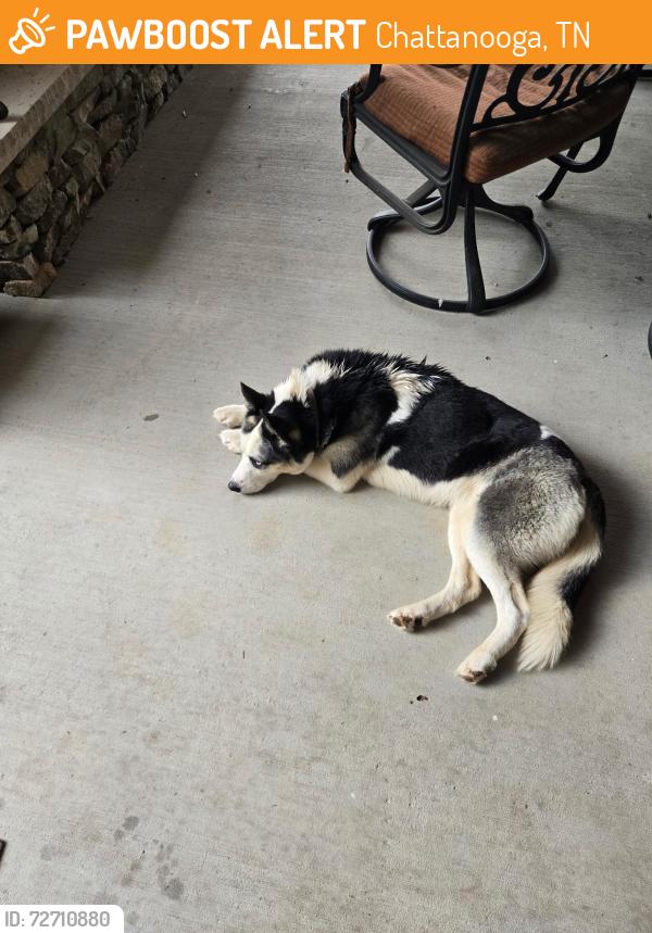 Found/Stray Female Dog last seen Near Edgewater Rd. Chattanooga, TN, Chattanooga, TN 37416