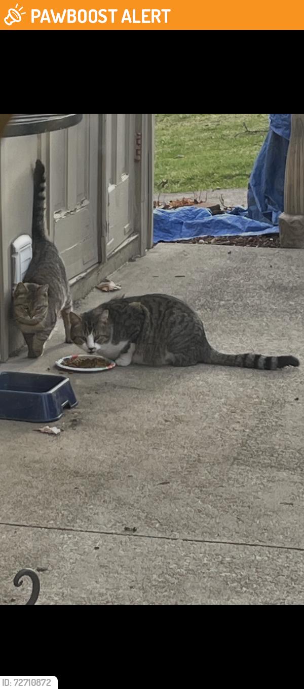 Found/Stray Unknown Cat last seen Wales nw and Plymouth st, Jackson Township, OH 44646