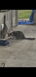 Found/Stray Unknown Cat last seen Wales nw and Plymouth st, Jackson Township, OH 44646