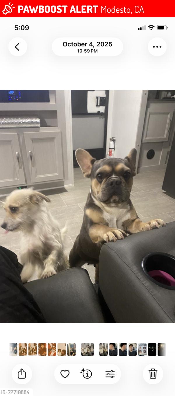 Lost Female Dog last seen Budd st whitcomb way, Modesto, CA 95350