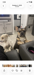 Lost Female Dog last seen Budd st whitcomb way, Modesto, CA 95350