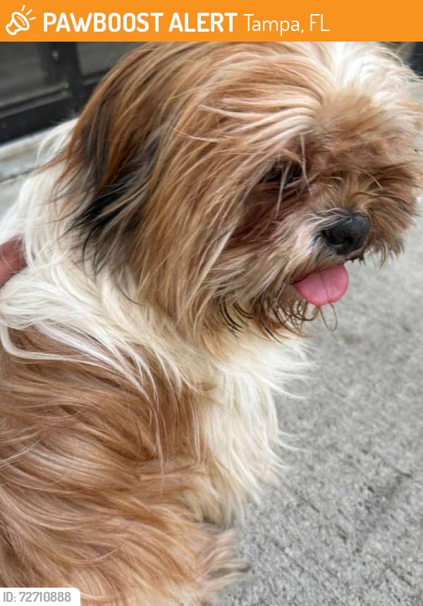 Found/Stray Female Dog last seen Oak ramble apmts , Tampa, FL 33613