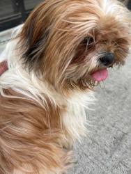 Found/Stray Female Dog last seen Oak ramble apmts , Tampa, FL 33613