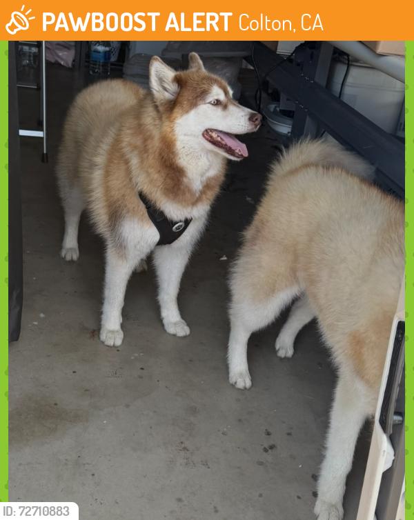 Found/Stray Unknown Dog last seen San Bernardino and acacia , Colton, CA 92324