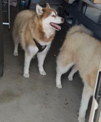 Found/Stray Unknown Dog last seen San Bernardino and acacia , Colton, CA 92324
