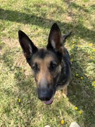 Found/Stray Unknown Dog last seen Sardis Dr, Raleigh NC, Raleigh, NC 27603