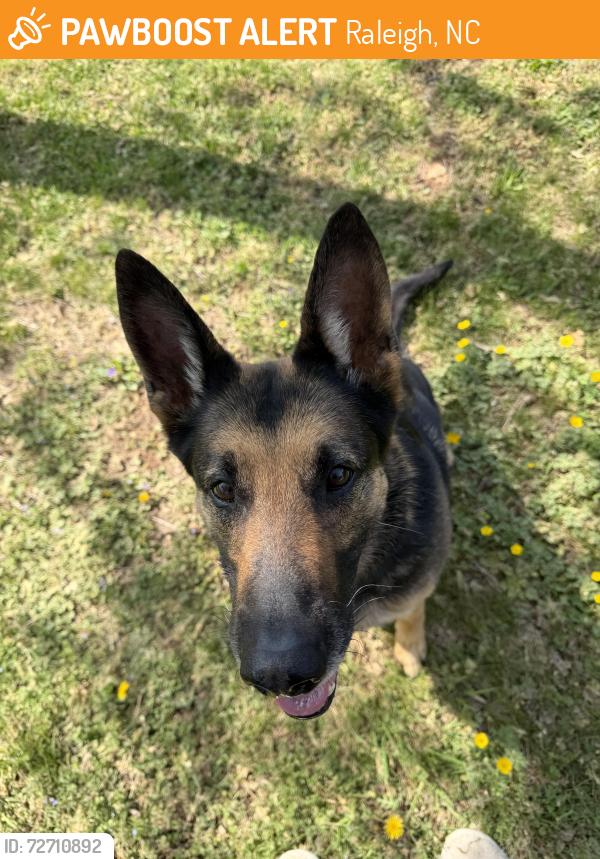 Found/Stray Unknown Dog last seen Sardis Dr, Raleigh NC, Raleigh, NC 27603