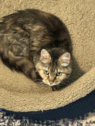 Found/Stray Female Cat last seen Allentown Rd, Nashville, TN 37138