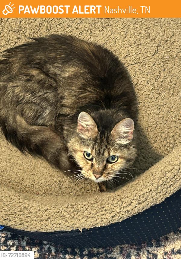 Found/Stray Female Cat last seen Allentown Rd, Nashville, TN 37138
