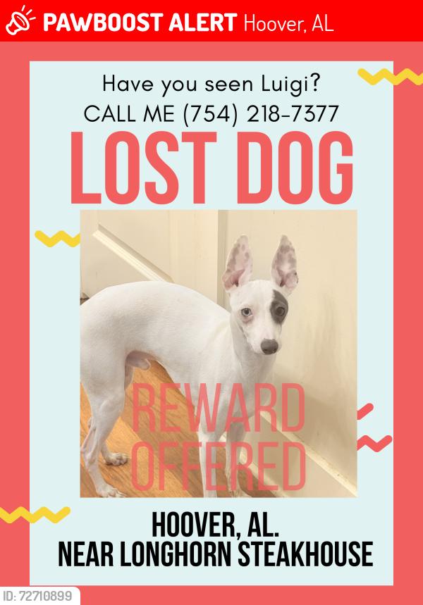 Lost Male Dog last seen John Hawkins Parkway and I-459, Hoover, AL 35244