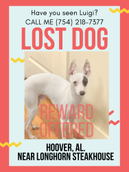 Lost Male Dog last seen John Hawkins Parkway and I-459, Hoover, AL 35244