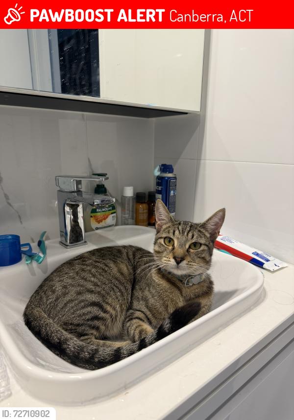 Lost Male Cat last seen Park avenue, Canberra, ACT 2601