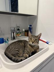 Lost Male Cat last seen Park avenue, Canberra, ACT 2601
