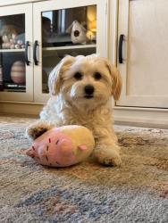 Lost Female Dog last seen 93rd & Broadway park city ks, Park City, KS 67147