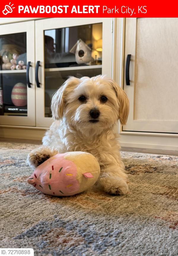 Lost Female Dog last seen 93rd & Broadway park city ks, Park City, KS 67147