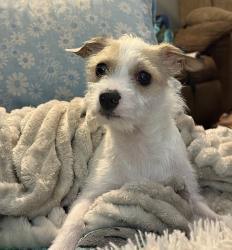 Lost Female Dog last seen Old Jonesboro Rd  Trammel Rd  Harmony Ln, Bristol, TN 37620
