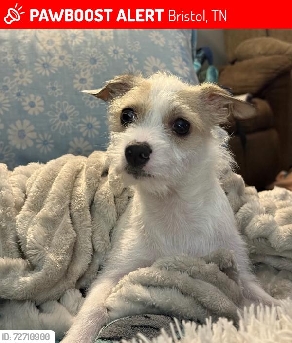 Lost Female Dog last seen Old Jonesboro Rd  Trammel Rd  Harmony Ln, Bristol, TN 37620