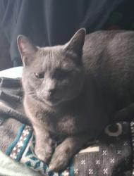 Lost Male Cat last seen Near BACON STREET, Warren, MA 01083