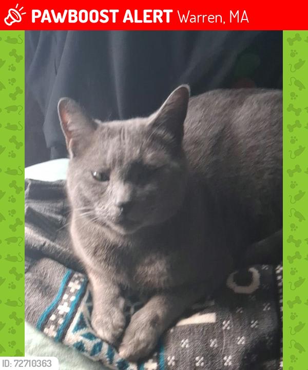 Lost Male Cat last seen Near BACON STREET, Warren, MA 01083