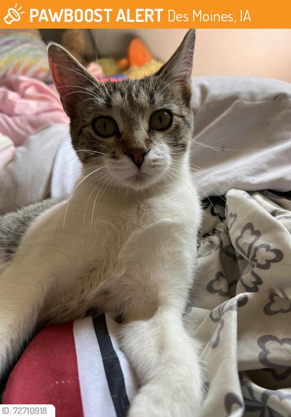 Found/Stray Unknown Cat last seen Kenyon, Des Moines, IA 50309