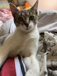 Found/Stray Unknown Cat last seen Kenyon, Des Moines, IA 50309