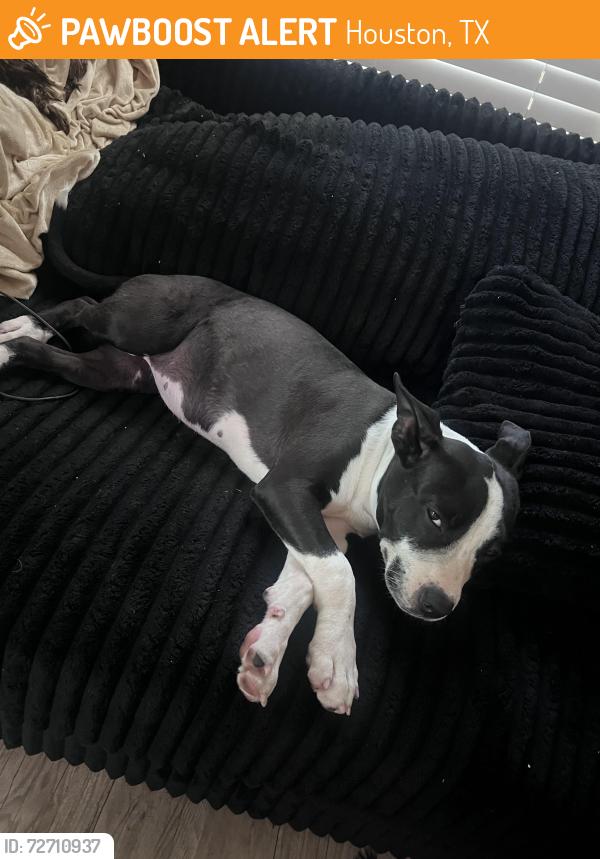 Found/Stray Female Dog last seen Near Mia apmts, Houston, TX 77082