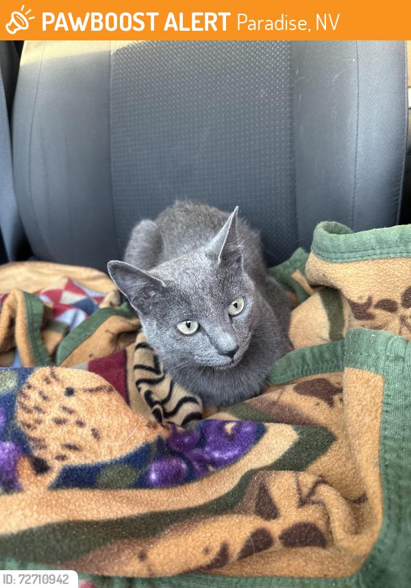 Found/Stray Female Cat last seen Eastern & Robindale, Paradise, NV 89123