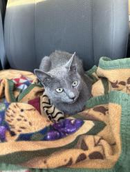 Found/Stray Female Cat last seen Eastern & Robindale, Paradise, NV 89123
