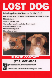 Lost Male Dog last seen Morgan park drive, Rockdale County, GA 30281