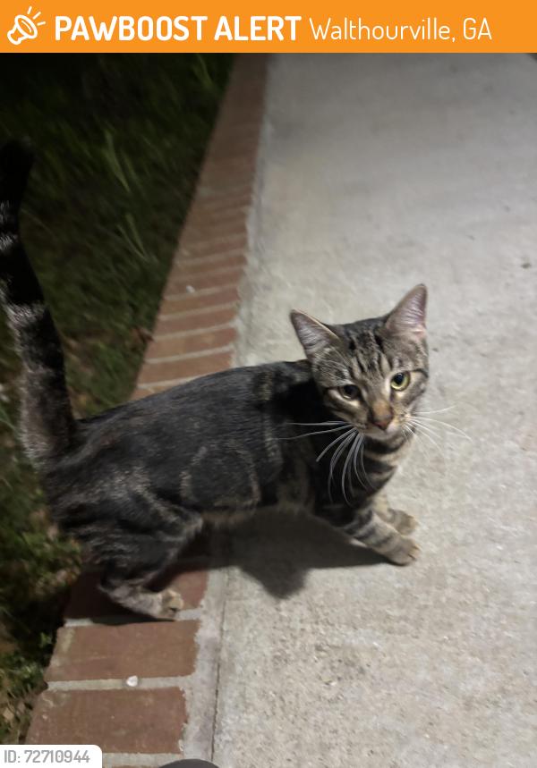 Found/Stray Unknown Cat last seen Smiley Woods Subdivision, Shayna Drive, Walthourville, GA 31333