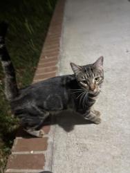 Found/Stray Unknown Cat last seen Smiley Woods Subdivision, Shayna Drive, Walthourville, GA 31333