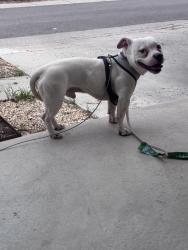 Found/Stray Male Dog last seen Sprouts, Salt Lake City, UT 84102