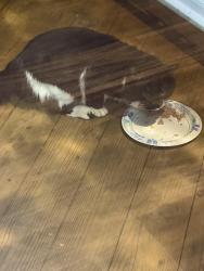 Found/Stray Unknown Cat last seen Near Myers Dr Davison, Davison, MI 48423