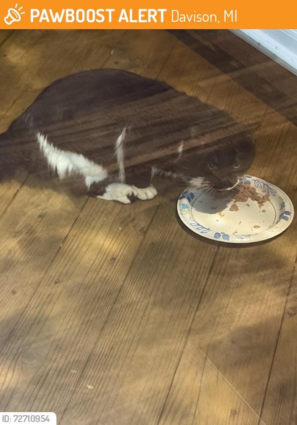 Found/Stray Unknown Cat last seen Near Myers Dr Davison, Davison, MI 48423