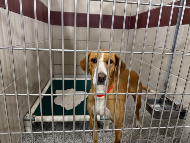 Shelter Stray Female Dog last seen Near BLOCK OLD NASHVILLE HWY - 1 DAY, Murfreesboro, TN 37129