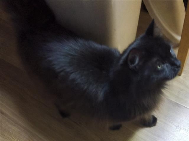 Shelter Stray Unknown Cat last seen BLUE PARROT RV RESORT IN LADY LAKE, 12280 County Rd 448, Tavares, FL 32778, USA