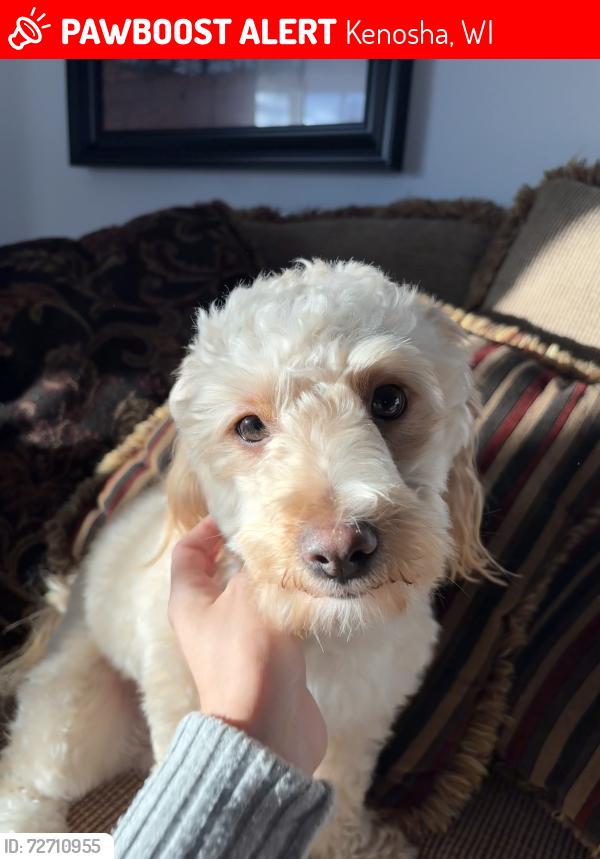 Lost Male Dog last seen Near 24th ave, Kenosha, WI 53140