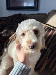 Lost Male Dog last seen Near 24th ave, Kenosha, WI 53140