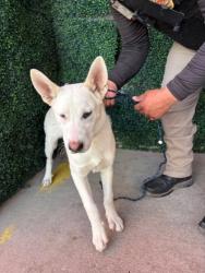 Shelter Stray Male Dog last seen El Paso, TX 79912, Fort Bliss, TX 79906