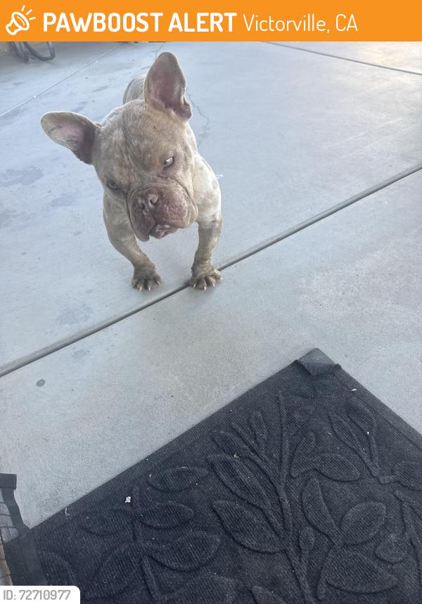 Found/Stray Male Dog last seen Winewood Rd and Mesa View, Victorville, CA 92307