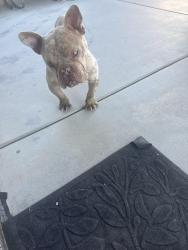 Found/Stray Male Dog last seen Winewood Rd and Mesa View, Victorville, CA 92307