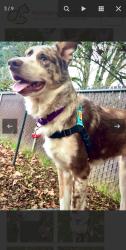 Lost Male Dog last seen 47th , Vancouver, WA 98682