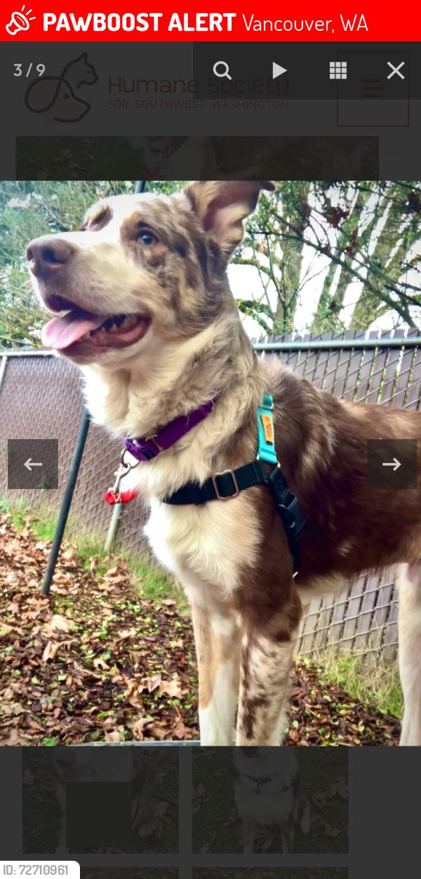 Lost Male Dog last seen 47th , Vancouver, WA 98682