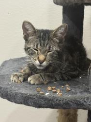 Found/Stray Unknown Cat last seen Alondra/Monroe, Paramount, CA 90723